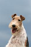 FOX TERRIER 641